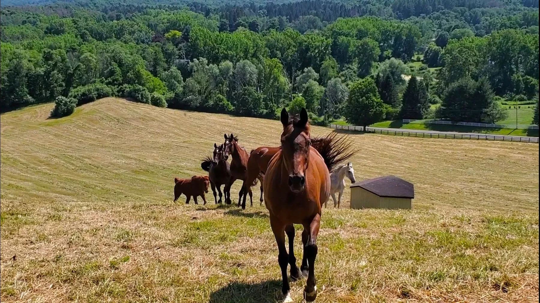 Horses in the pasture